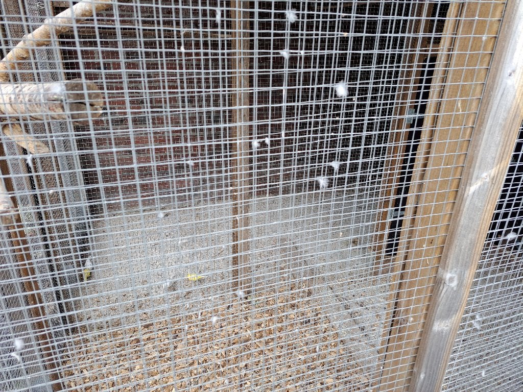 Verschillende vogels, Dieren en Toebehoren, Ophalen