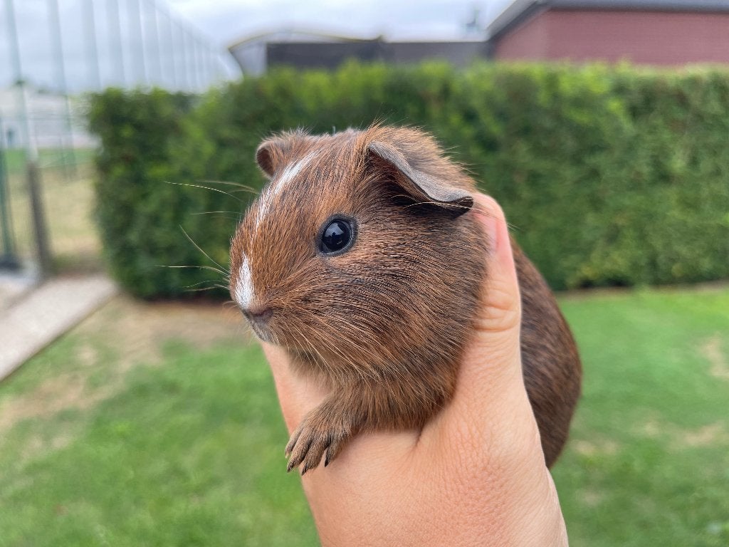 Cavia beertje, Cavia, Mannelijk, Juli, Tam