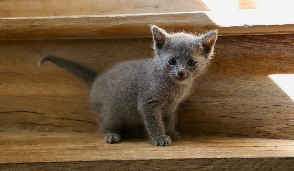 Prachtige blauwe rus met stamboom, Dieren en Toebehoren, Katten en Kittens | Raskatten | Korthaar, Kater, Met stamboom, 0 tot 2 jaar