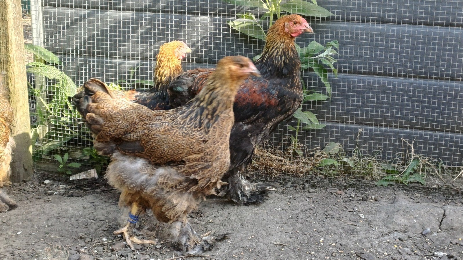Couple grand brahma PMD, Animaux & Accessoires