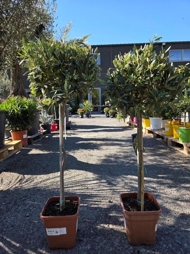 Olijfboom Olea Europaea, Tuin en Terras, Ophalen