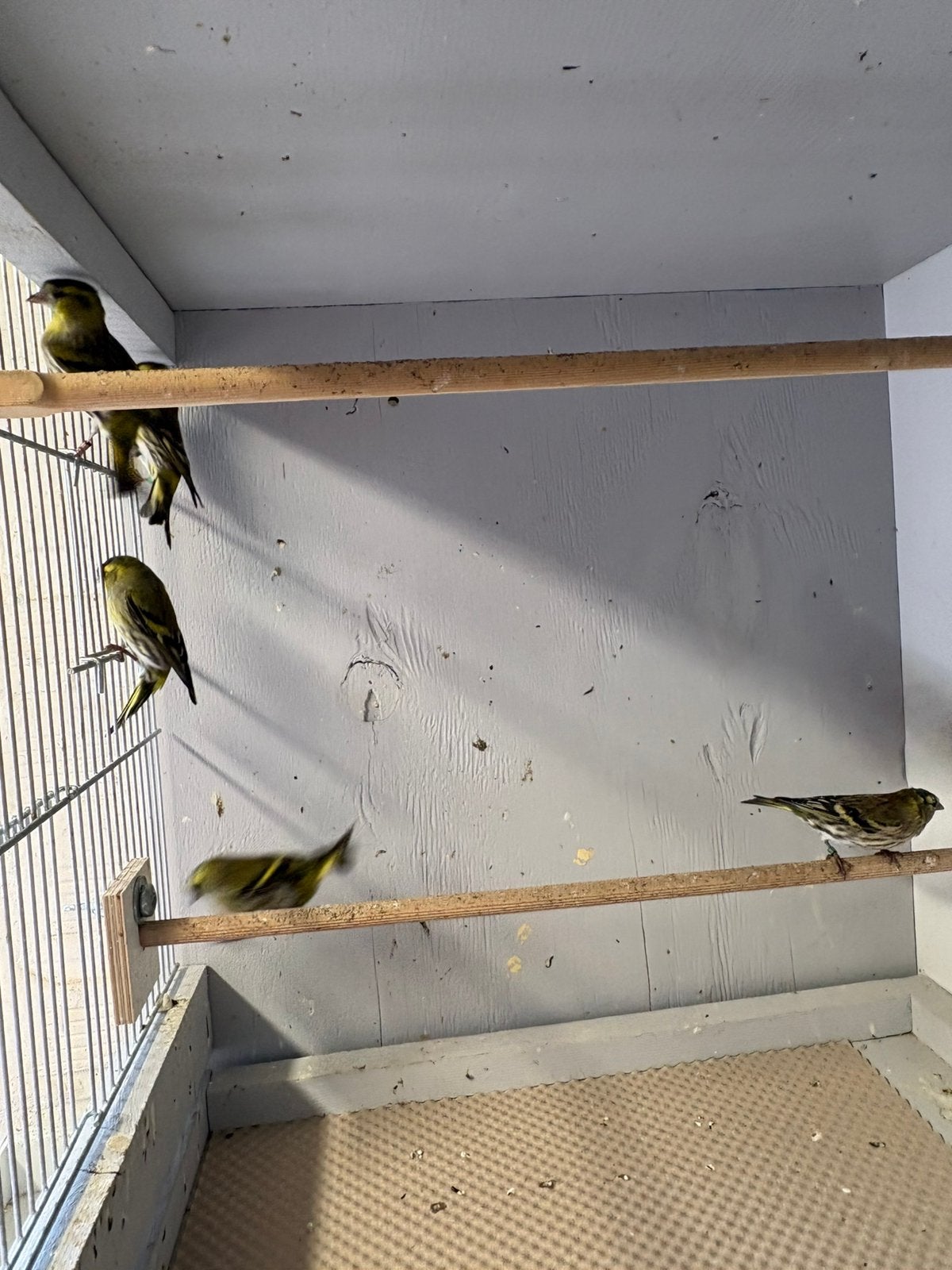 Sijzen, Dieren en Toebehoren, Geringd