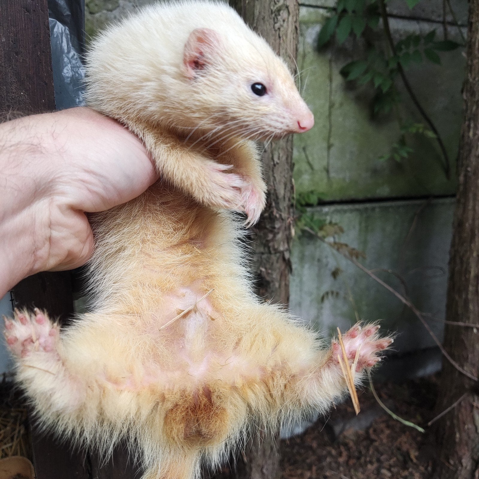 Dew fret ram, Dieren en Toebehoren, Mei, Mannelijk