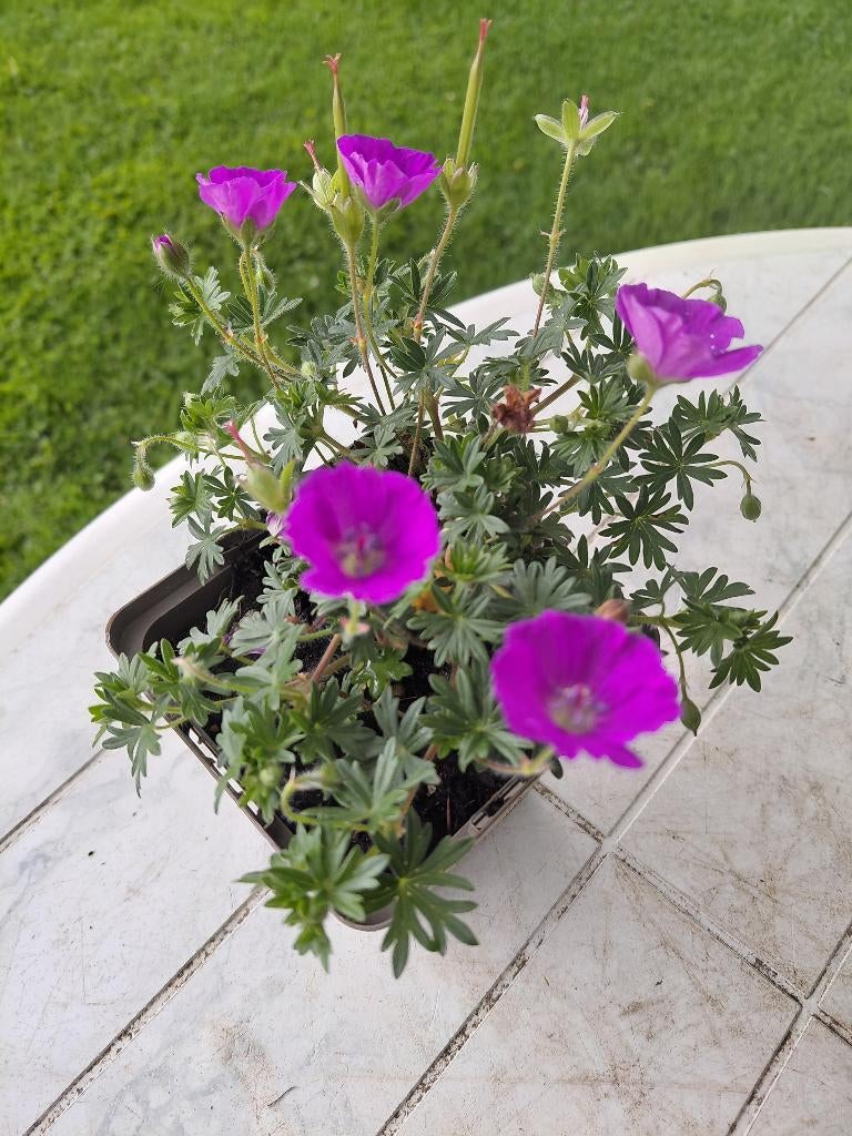 Geranium Max Frei, Tuin en Terras, Ophalen, Halfschaduw