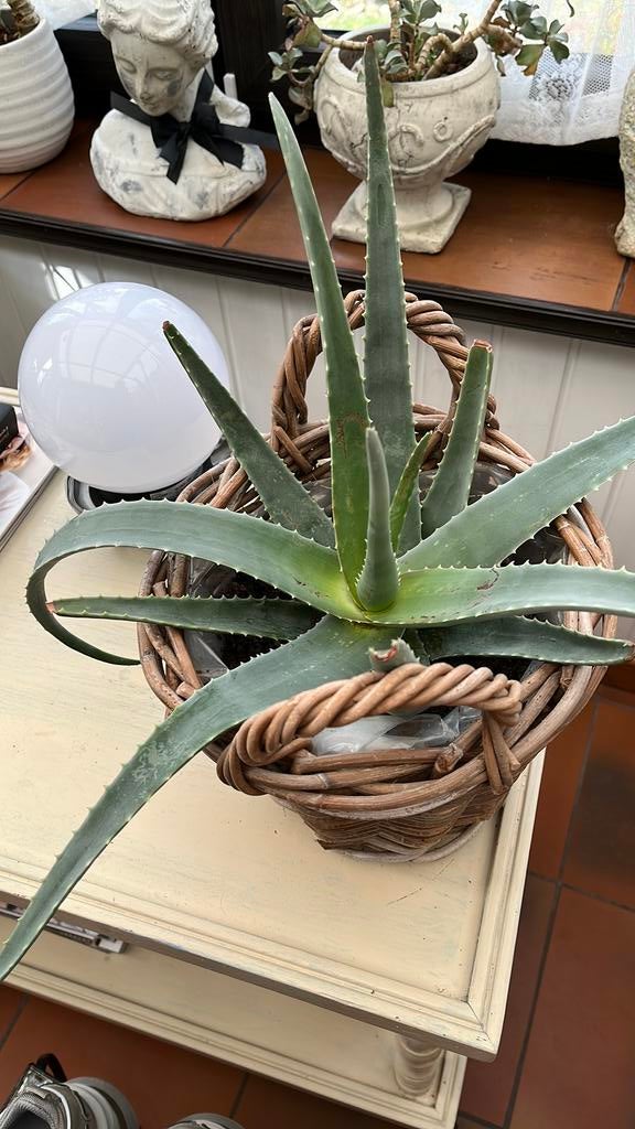 Mooie rieten mand, met aloe vera, Enlèvement