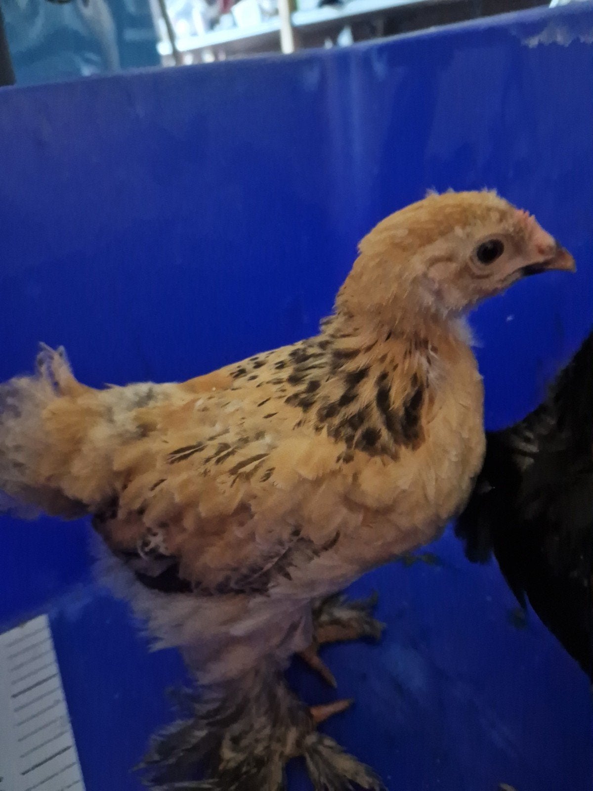 Mooie Brahma kuikens, Dieren en Toebehoren