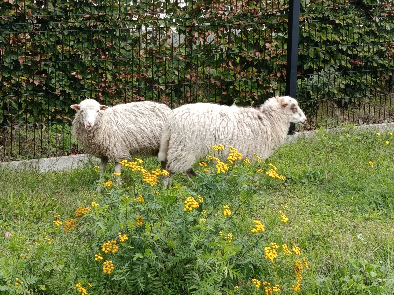 drie skudde ooitjes
