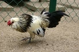 Krielen tekoop, Dieren en Toebehoren, Pluimvee