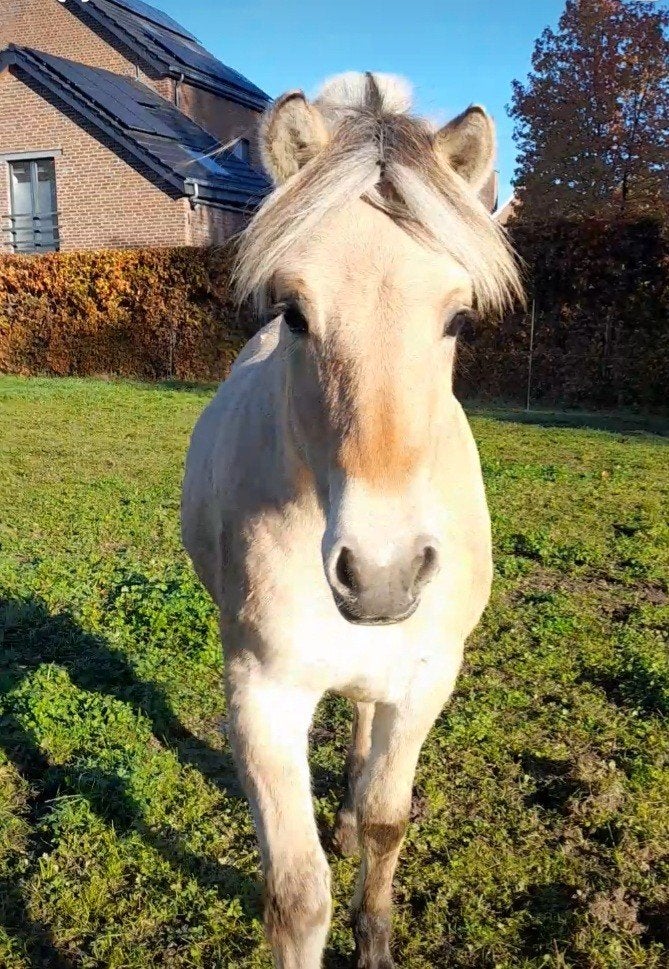 Jument fjord, Dieren en Toebehoren, Merrie, Met stamboom, 0 tot 2 jaar