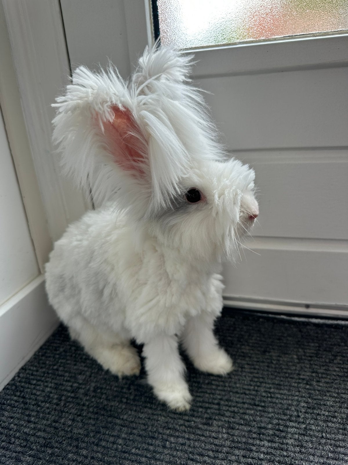 Lieve raszuiver engels angora voedstertje., Dieren en Toebehoren