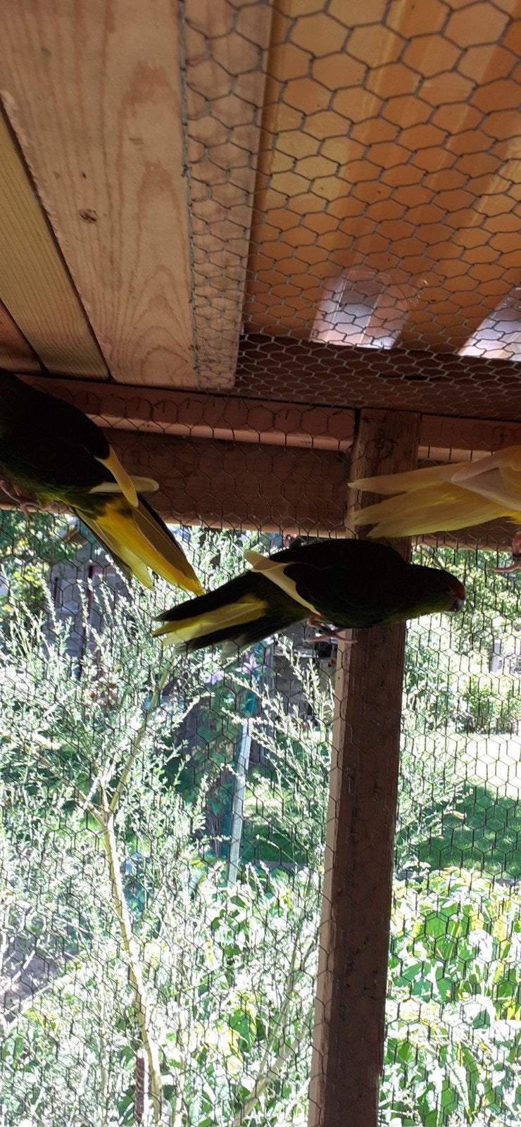 Kakarikies, Dieren en Toebehoren, Vogels | Kanaries