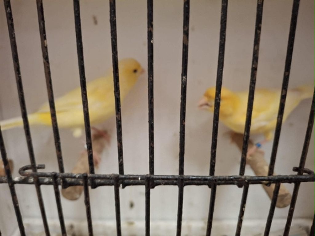 mooi koppel kanaries, Dieren en Toebehoren, Vogels | Kanaries