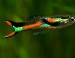 endler guppys, Dieren en Toebehoren
