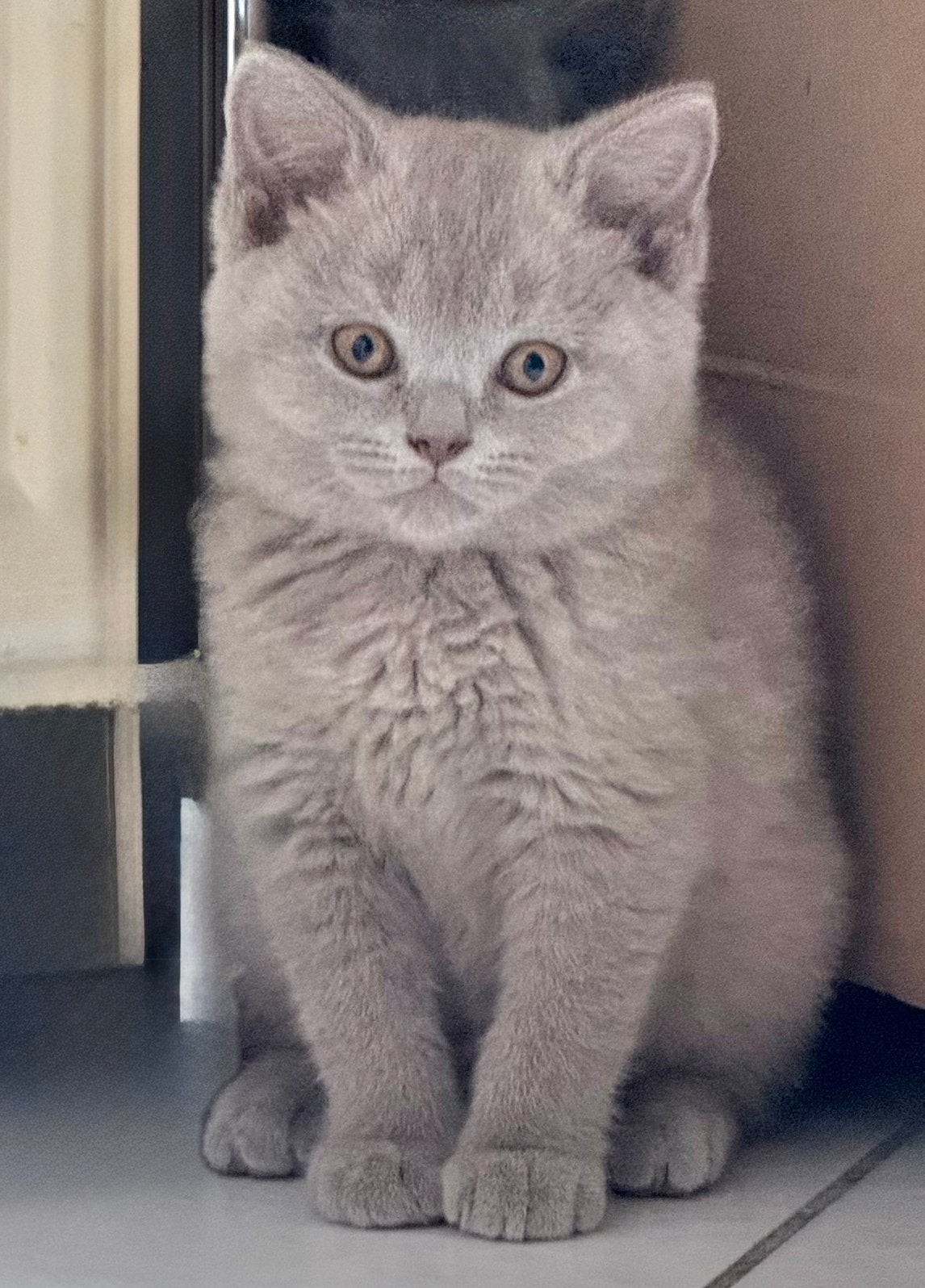Britse Korthaar kittens – Blauw & Lilac – 12 weken, Plusieurs animaux, Vermifugé, 0 à 2 ans