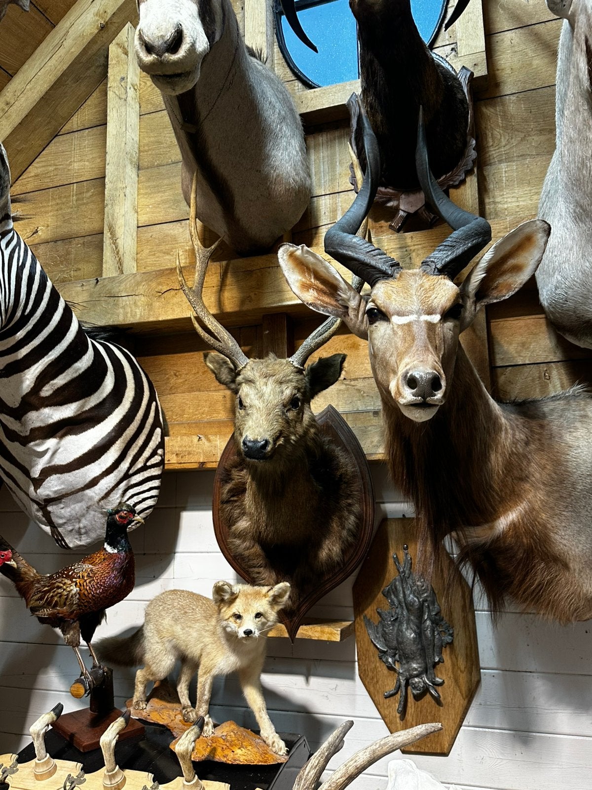 Te koop opgezette dieren, Enlèvement