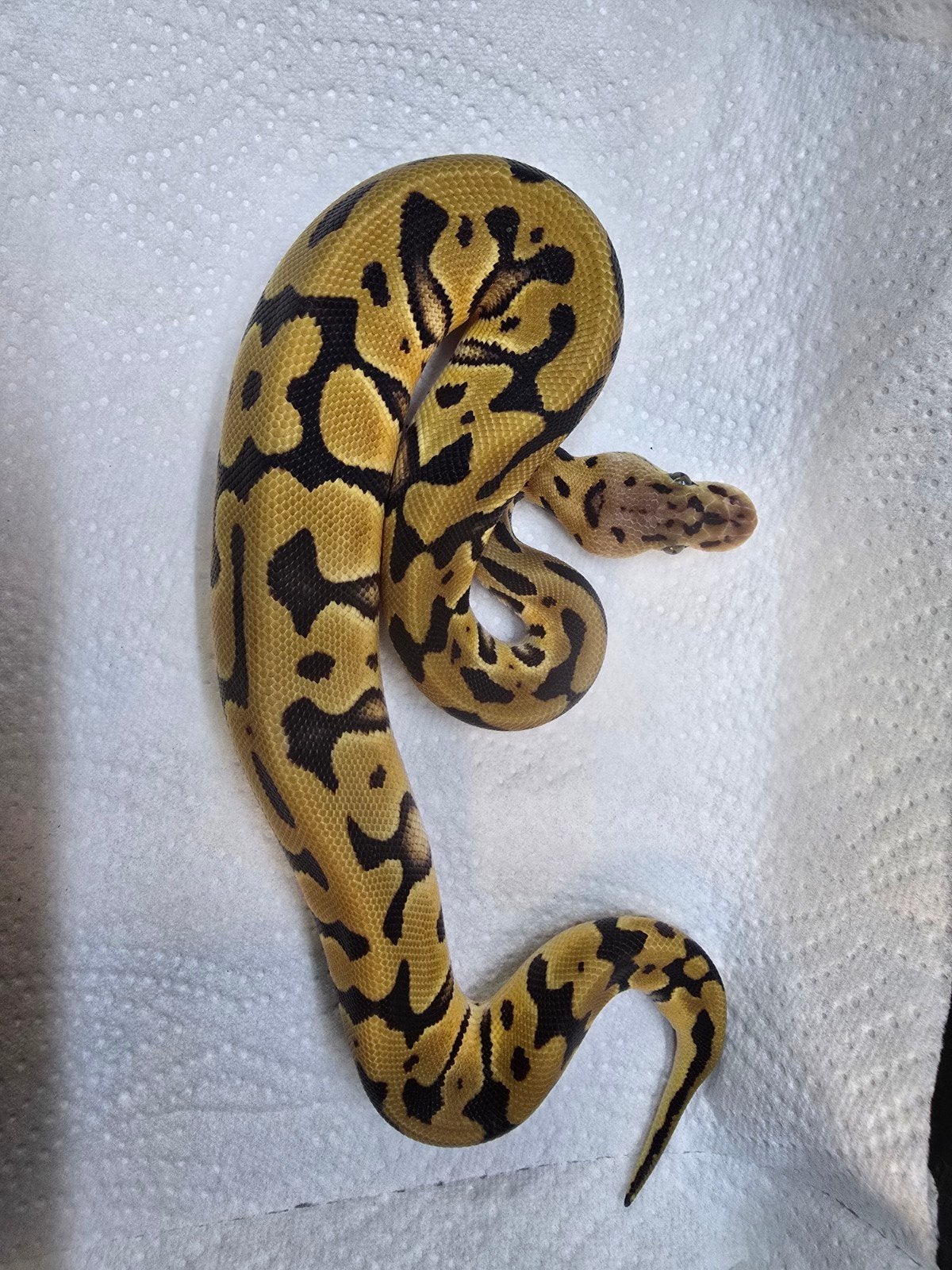 Koningspython (Python regius) – Nederlandse nakweek 2026

O Ball Python photo 9