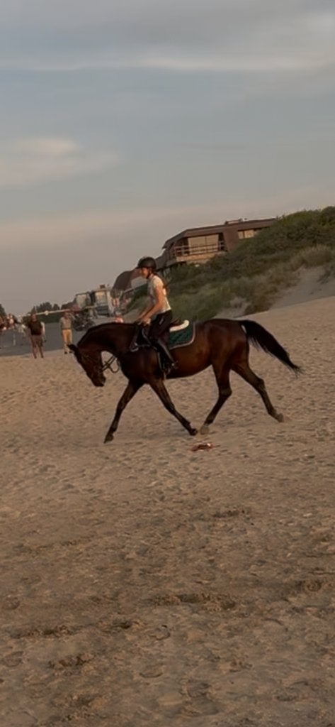 Nativia – BWP merrie | 13 jaar | 165 cm, Merrie, Met stamboom, 11 jaar of ouder, Recreatiepaard