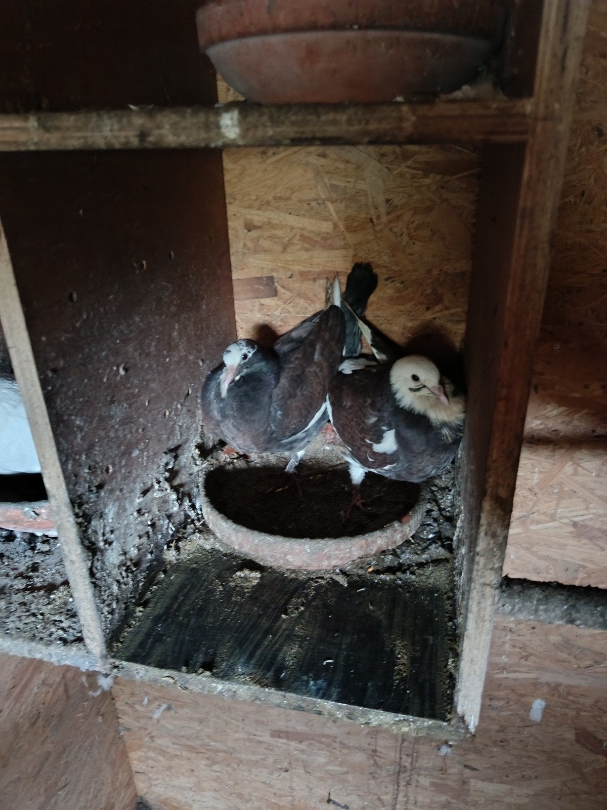 jonge duiven in de pan, Dieren en Toebehoren