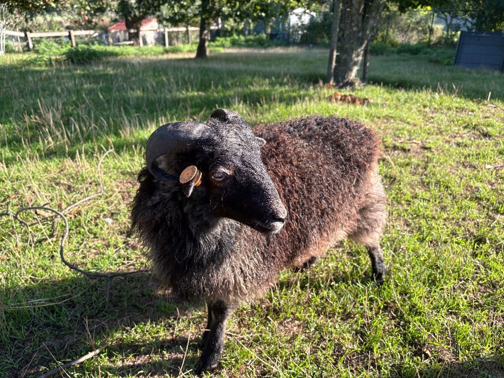 rammetje schaap Ouessant, Dieren en Toebehoren, Mannelijk, Schaap, 0 tot 2 jaar