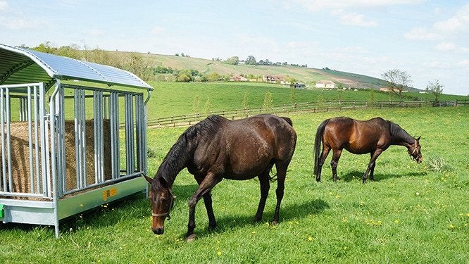 Hooiruif 4 Zijden - Paarden, Weidegang
