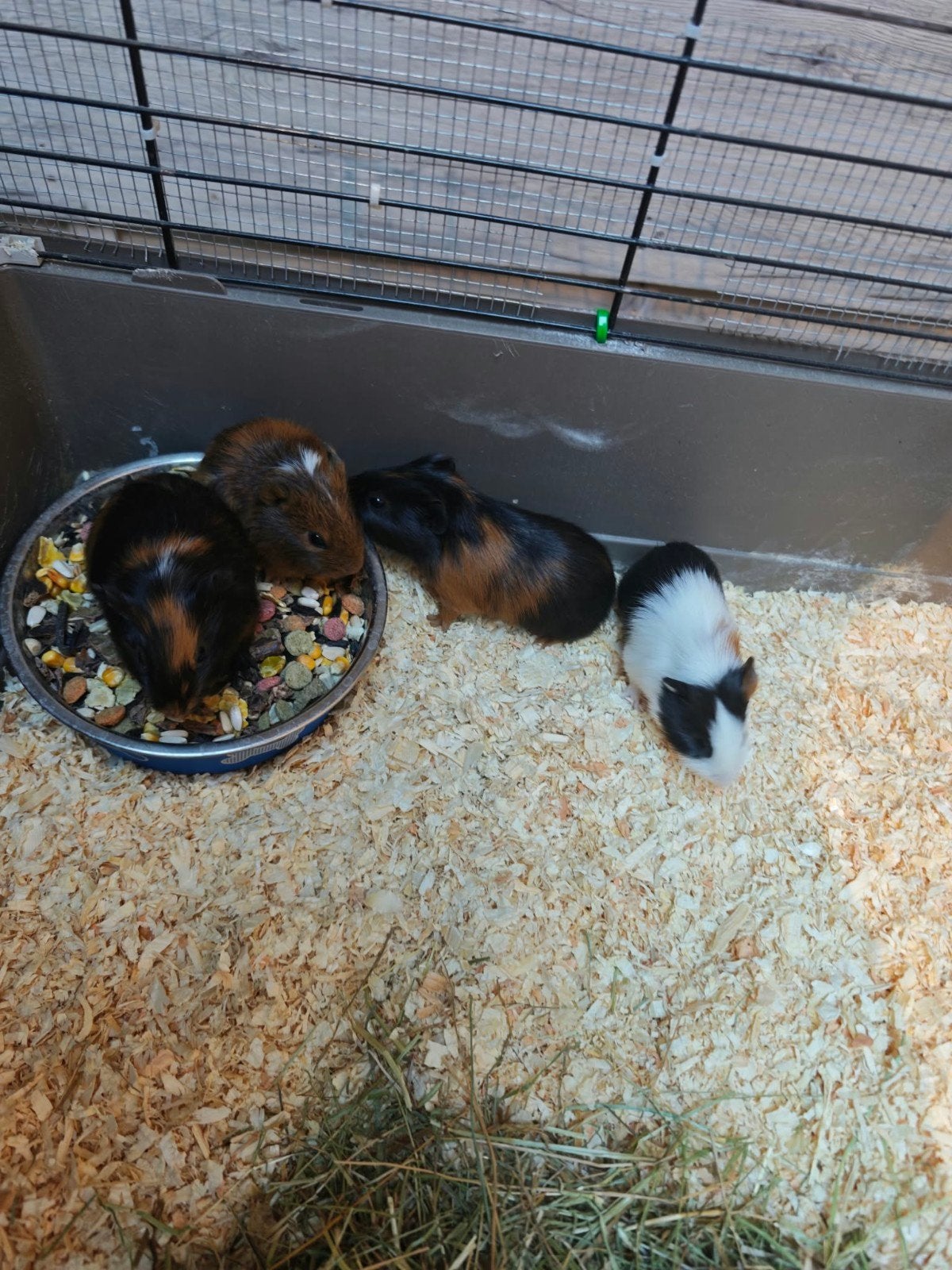 cavia jongskes, Dieren en Toebehoren, September, Meerdere dieren, Cavia