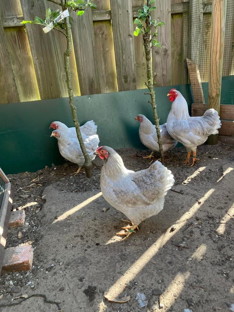Wyandotte parelgrijs krielen, Dieren en Toebehoren, Pluimvee