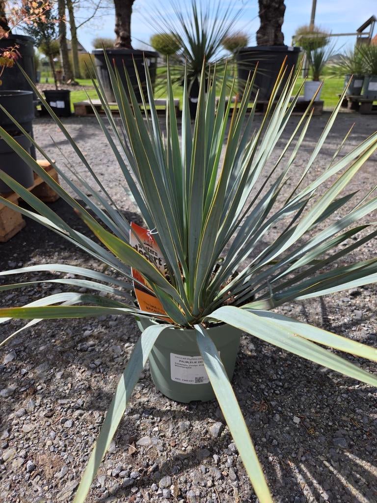 Yucca Rostrata, Tuin en Terras, Ophalen