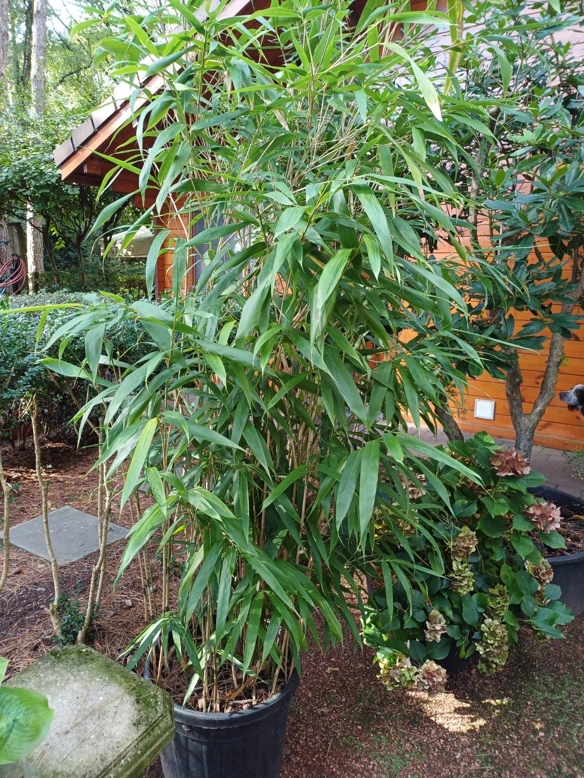 bamboe grofbladig, Tuin en Terras, Ophalen
