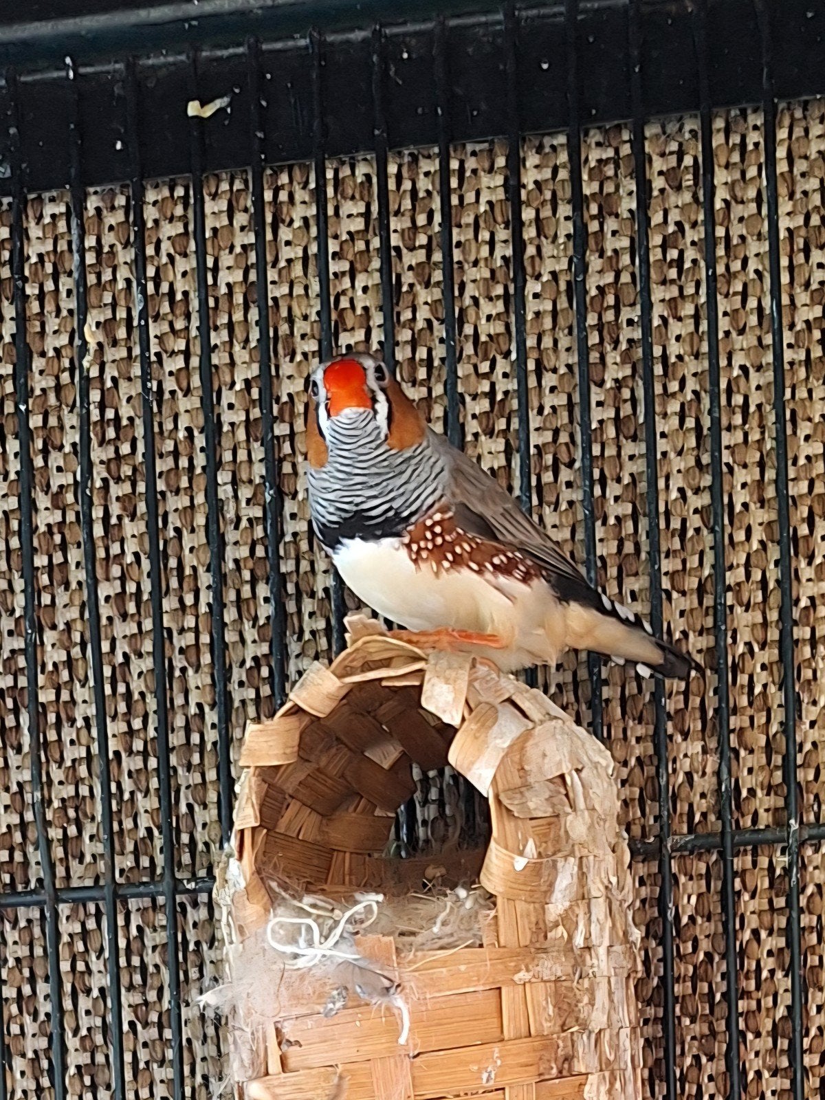 Mooie zebravinken te koop., Meerdere dieren, Tropenvogel