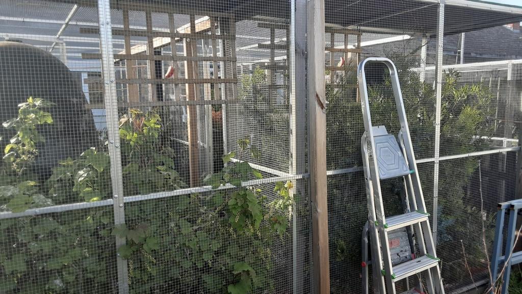 voliere 2 jaar oud  6 m op 4 mzeer mooie, Enlèvement