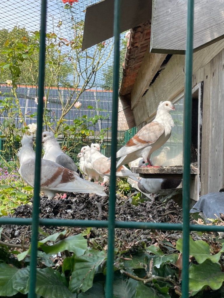 Vlaanderse  smierel, Meerdere dieren, Overige soorten
