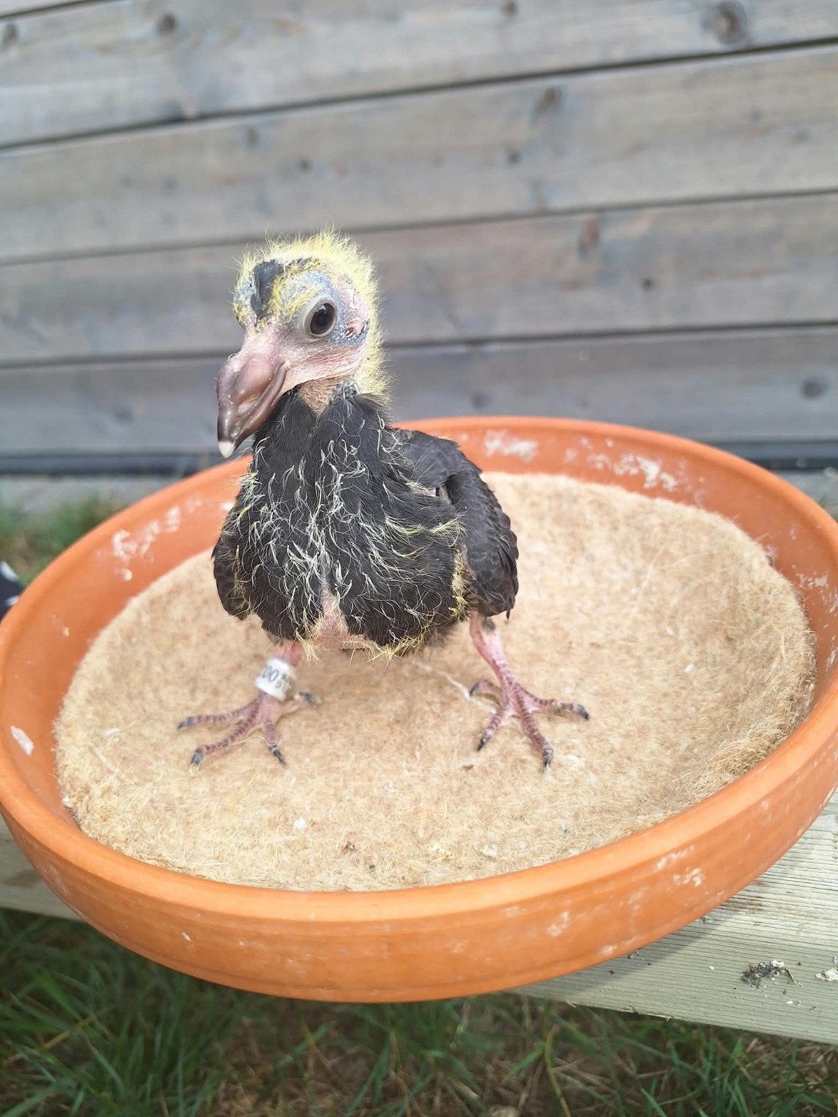 jonge zwarte duif, Dieren en Toebehoren, Vogels | Duiven