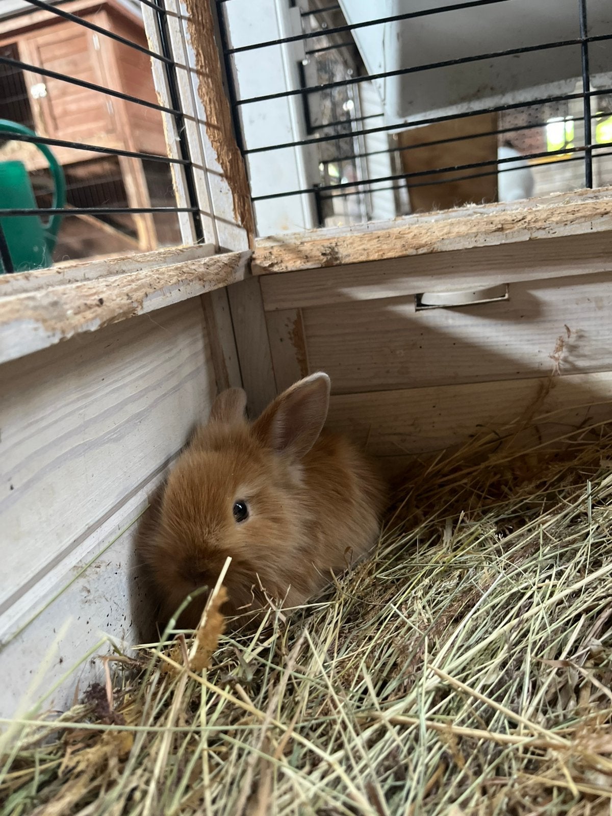 Baby konijntjes te koop, Dieren en Toebehoren
