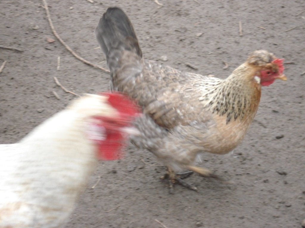 cream legbar hen, Animaux & Accessoires, Volatiles, Femelle, Poule ou poulet