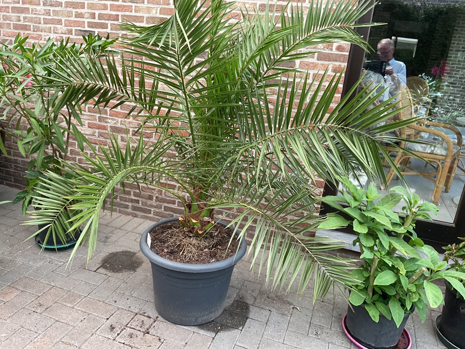 Palmen en oleanders, Jardin & Terrasse, Plantes | Jardin, Enlèvement