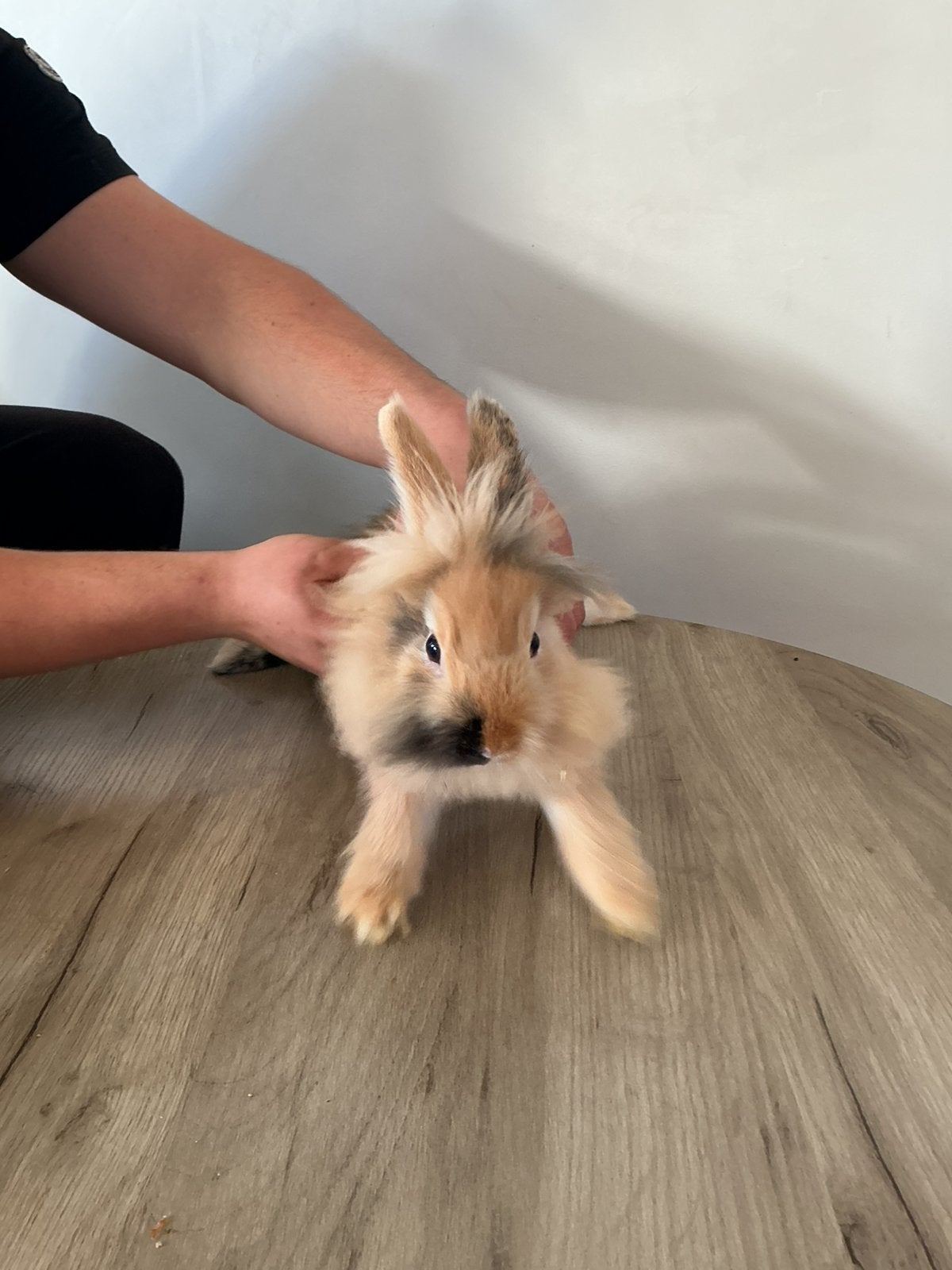 Mannelijk konijntje, Dieren en Toebehoren, Mannelijk