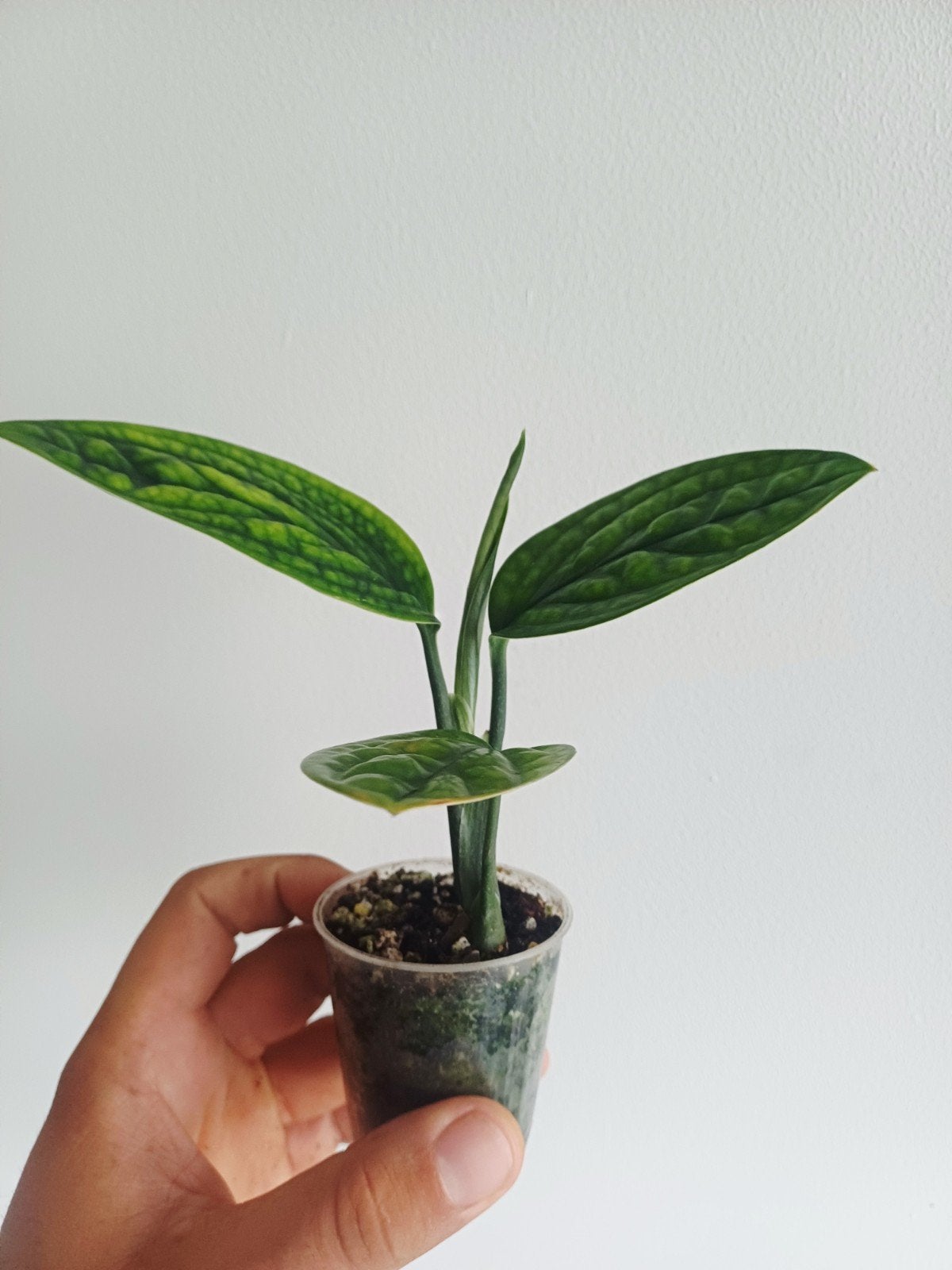 Monstera Karstenianum 'peru', Autres espèces, En pot, Enlèvement ou Envoi, Moins de 100 cm