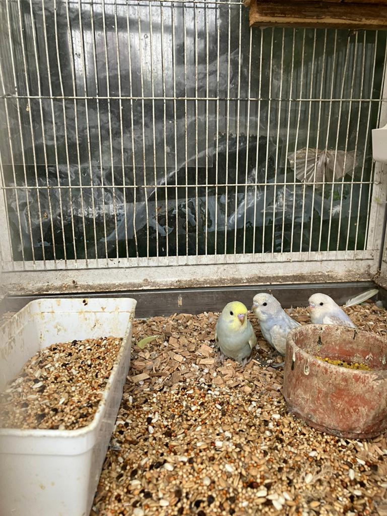 HALF TAMME JONGE GRASPARKIETJES VANAF 20 EURO/VOGEL, Geslacht onbekend, Parkiet, Tam