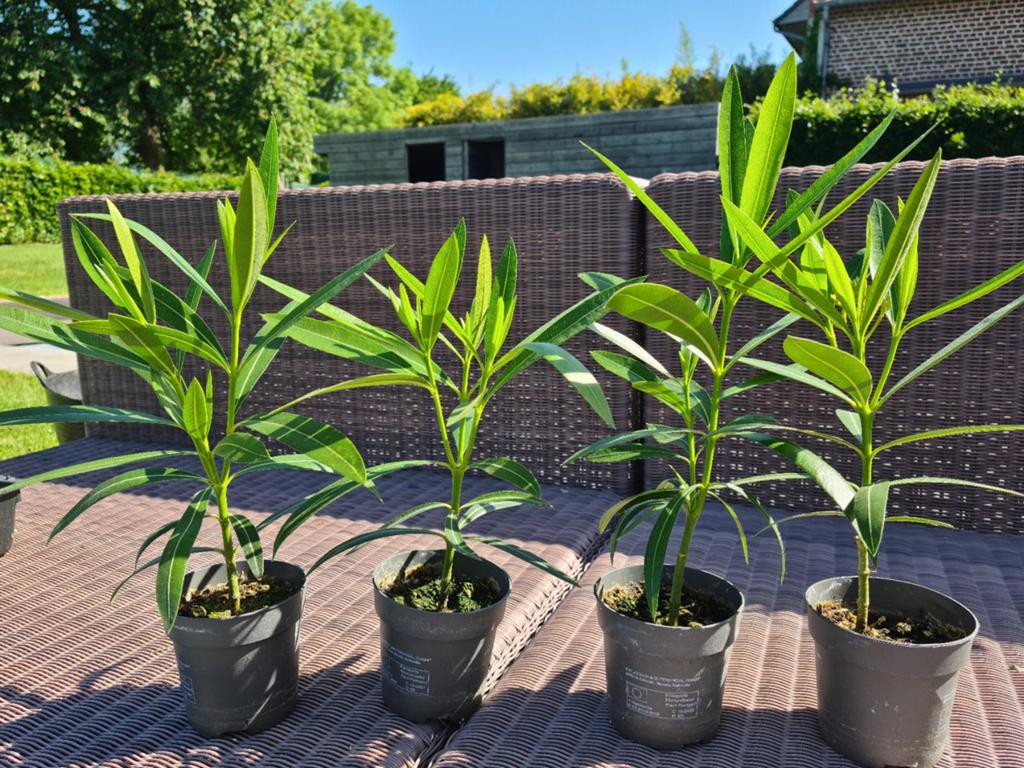 Oleander, Enlèvement