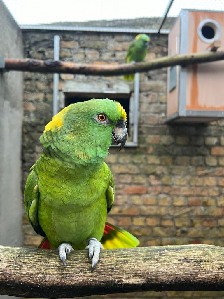 Geelnek amazone jongen, Dieren en Toebehoren, Vogels | Parkieten en Papegaaien, Papegaai, Geslacht onbekend, Pratend, Tam, Geringd