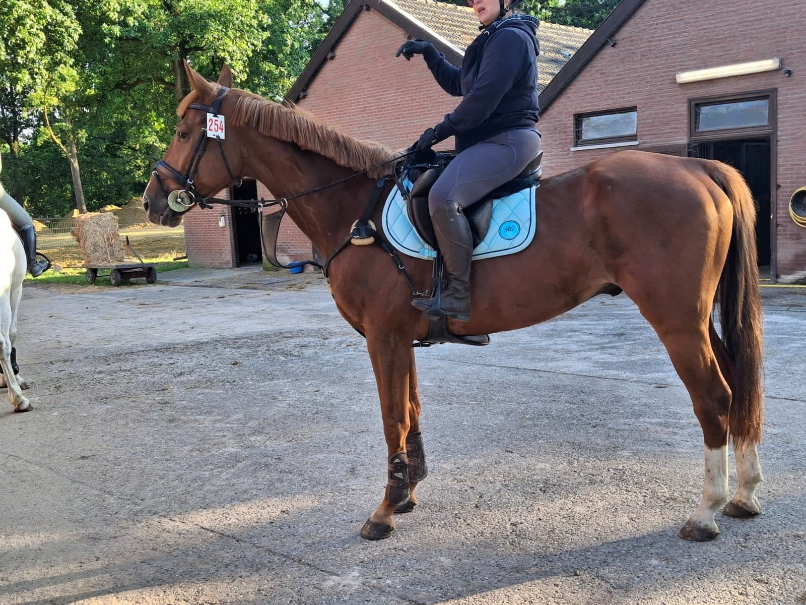 springpaard, Dieren en Toebehoren, Ruin, Springpaard