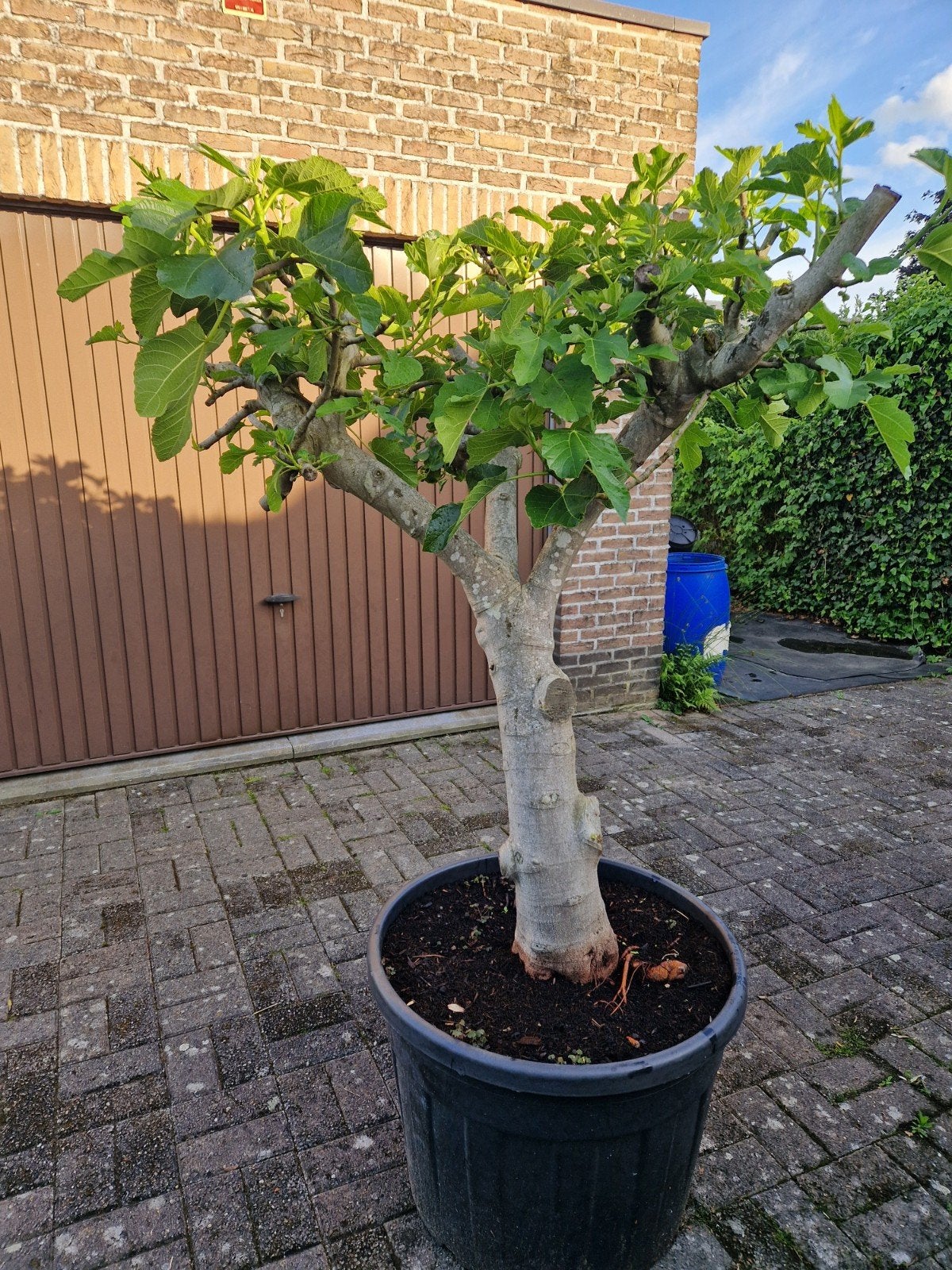 Dikke vijgenboom (Brown Turkye) in pot., Ophalen, In pot