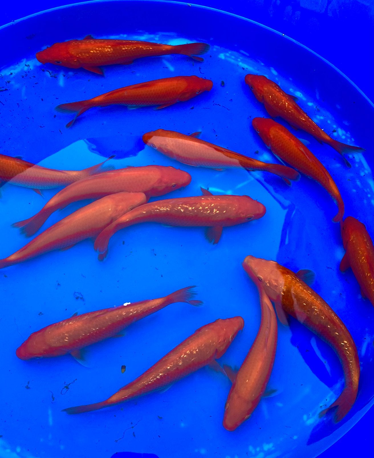 HQ Benigoi, Ginrin en gewoon 20-23cm ACTIE €30,-, Animaux & Accessoires, Poissons | Poissons d'étang, Carpe ou Koï