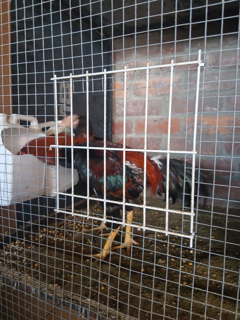 Hint koppel super, Dieren en Toebehoren