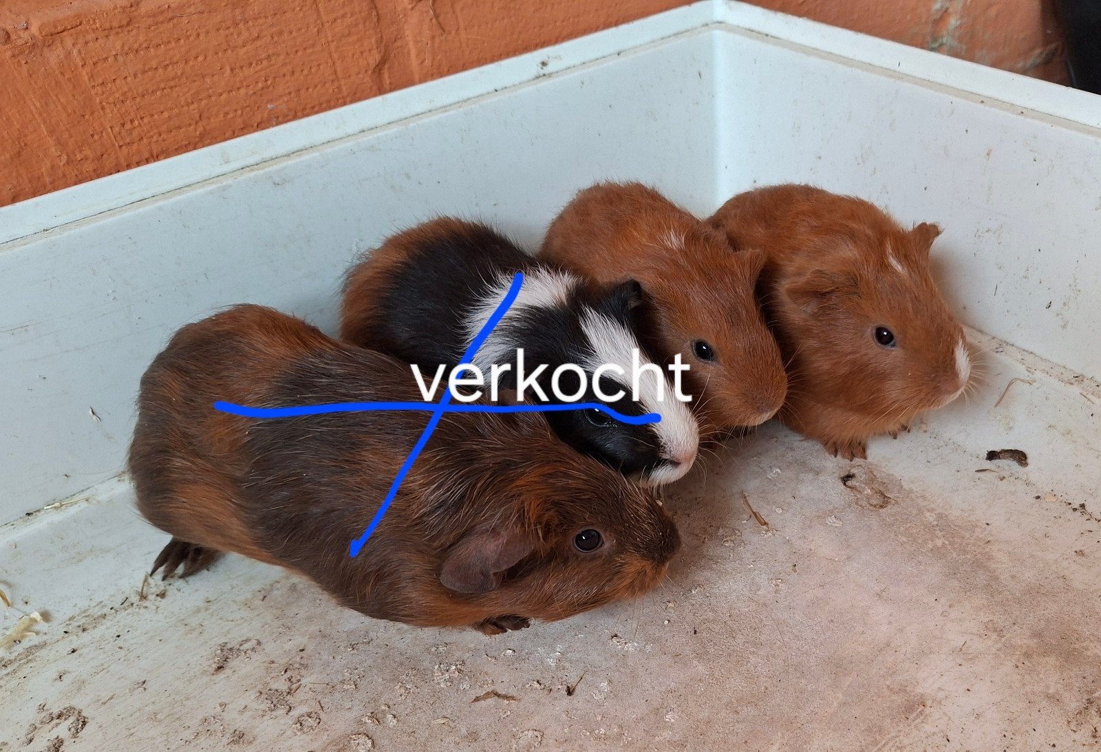 cavia's te koop, Dieren en Toebehoren, Juli, Cavia, Tam