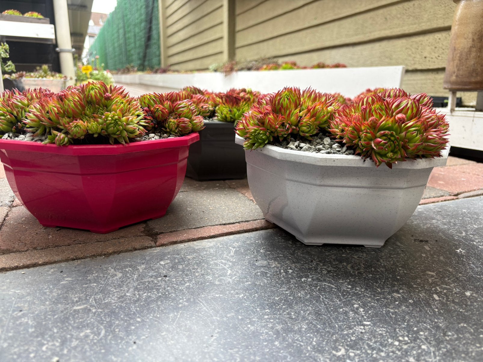 Mooie schalen met Sempervivum, Jardin & Terrasse, Pots de fleurs, Enlèvement, Comme neuf