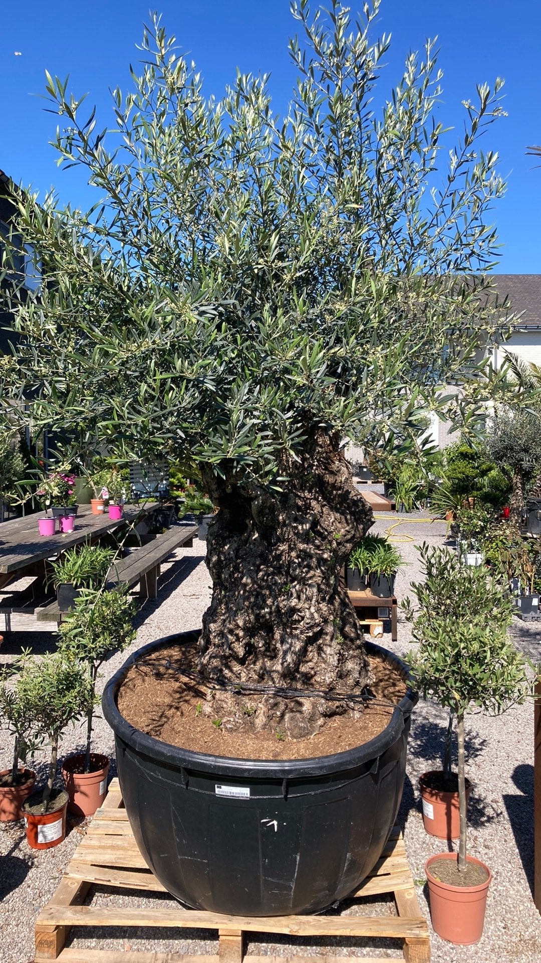 Olijfboom bonsai, Ophalen, Olijfboom