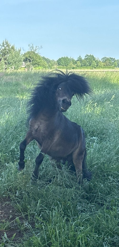 Shetlander hengst 5 jaar met papieren, Dieren en Toebehoren, Hengst, A pony (tot 1.17m), Met stamboom, 3 tot 6 jaar