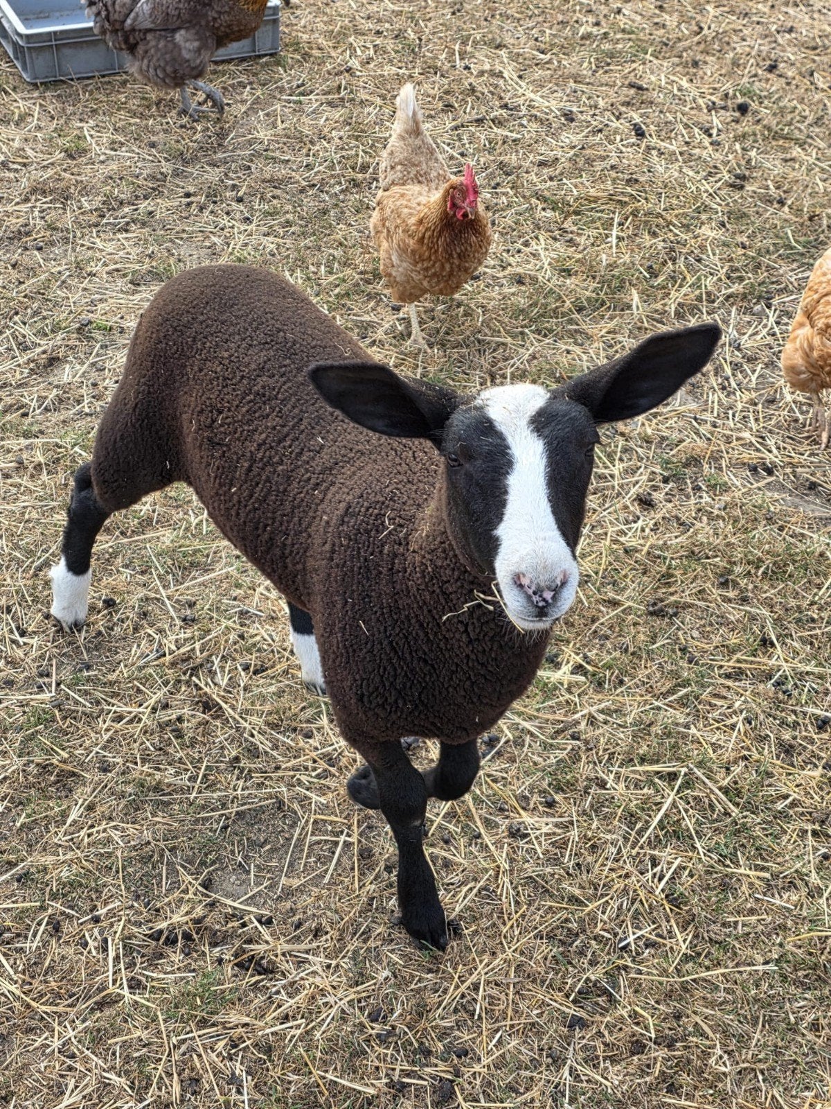 Zwartbles schaap ooi, Dieren en Toebehoren, Schaap