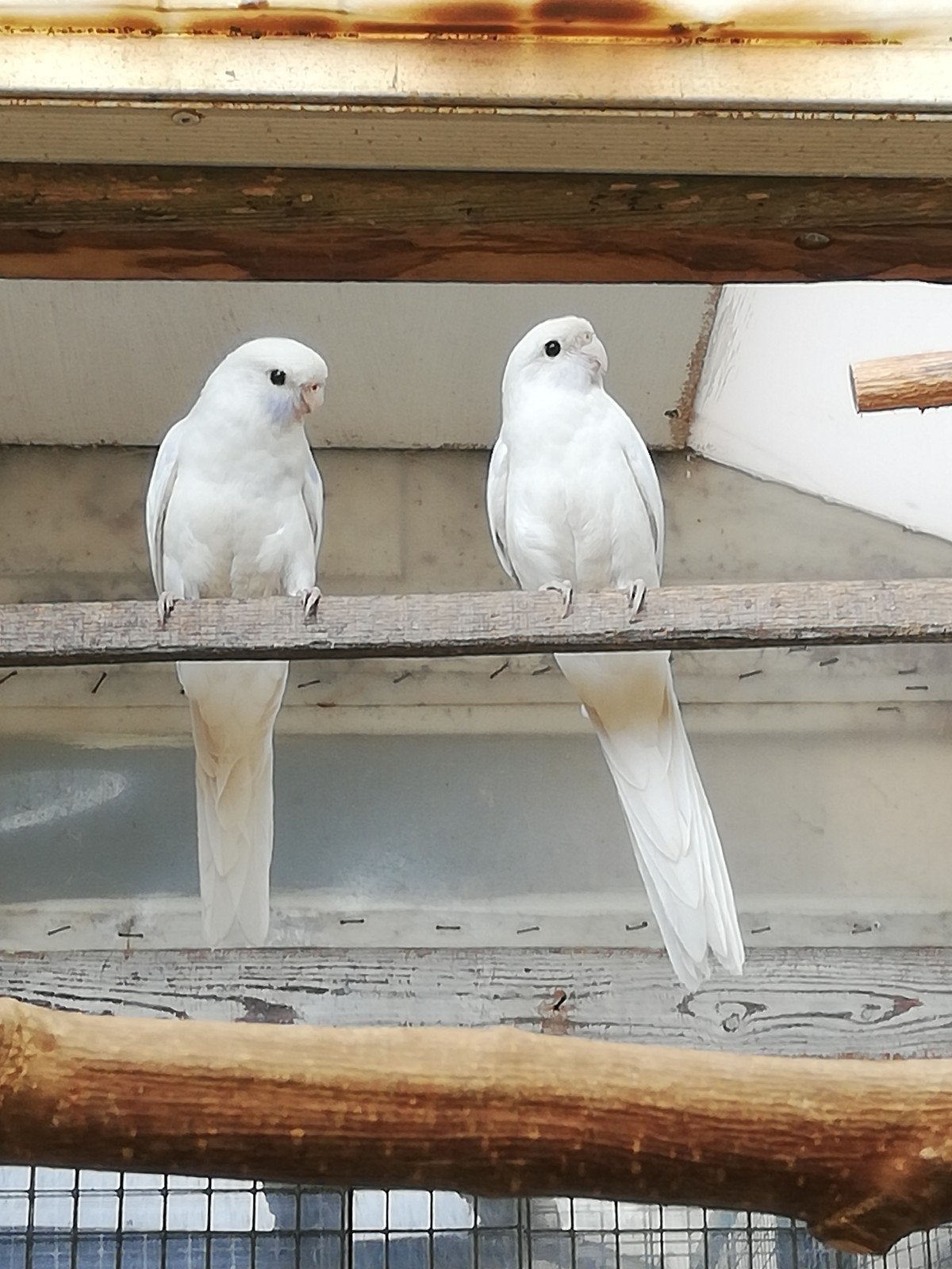 Pennanten wit, Dieren en Toebehoren, Vogels | Overige Vogels